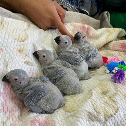 African Grey parrot baby