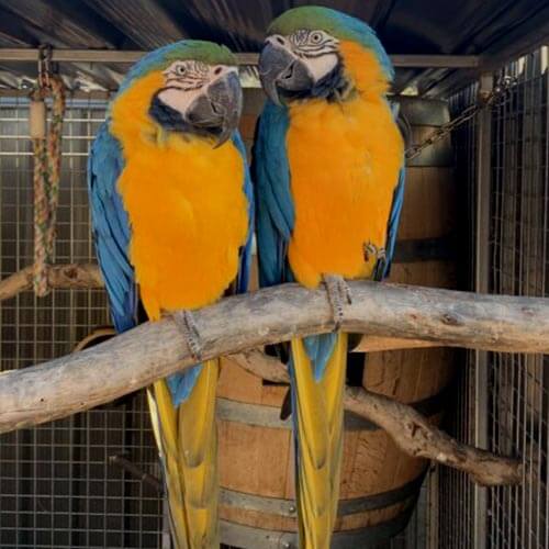 Bonded-pair-Blue-and-Gold-Macaws.jpg