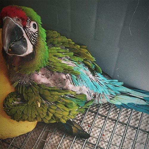 Buffons-macaws-for-sale.jpg
