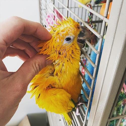 Golden-Conur-for-sale.jpg