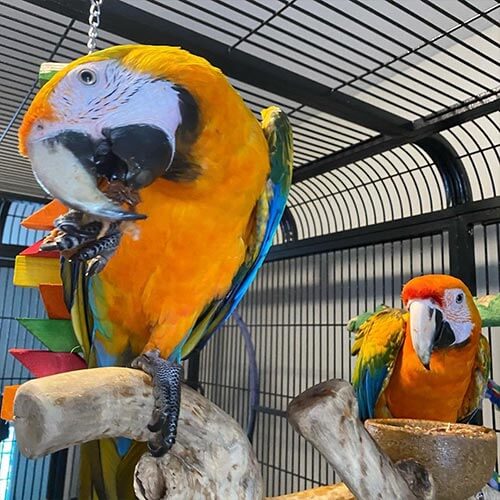 Male-Female-Tropicana-macaw.jpg