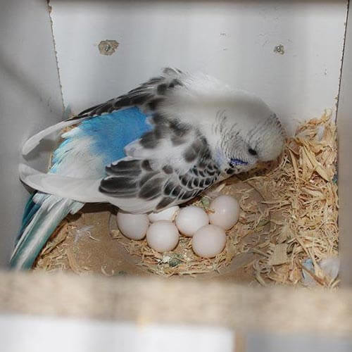 Parakeet-Eggs.jpg