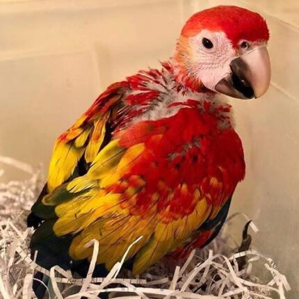 Scarlet Macaws baby