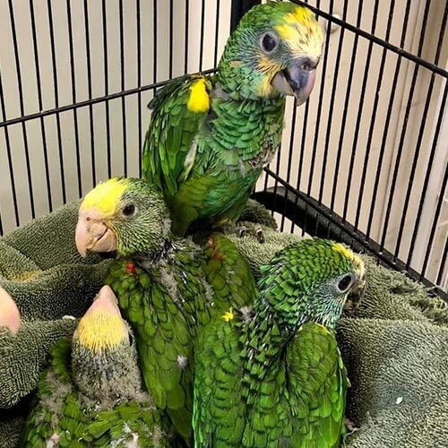 double-yellow-headed-amazon-baby.jpg