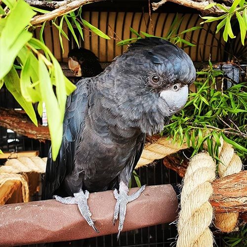 red-tail-coukoon-for-sale.jpg