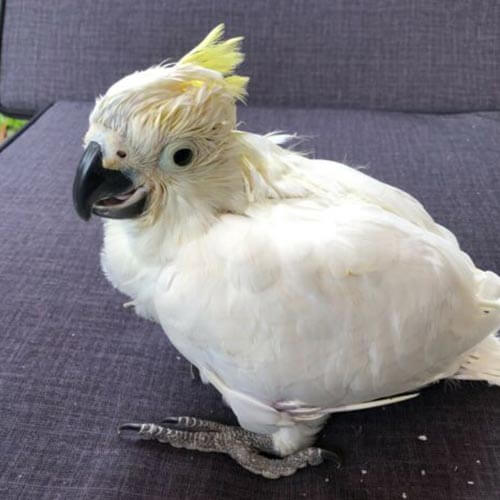 yellow-crested-cockatoo.jpg