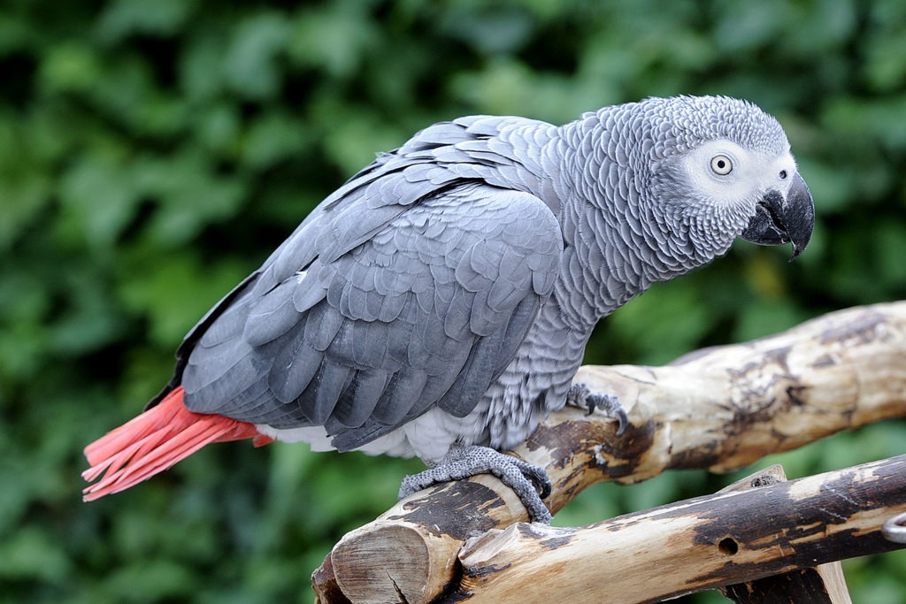 African Grey Parrot Care