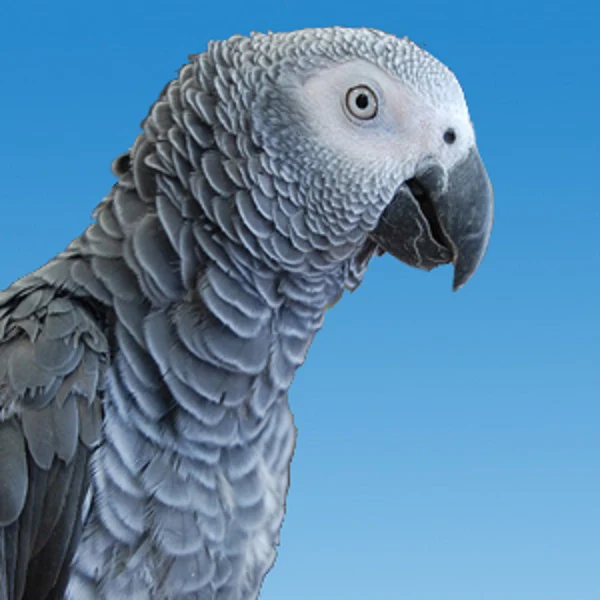 African Grey Parrot For Sale Near Me