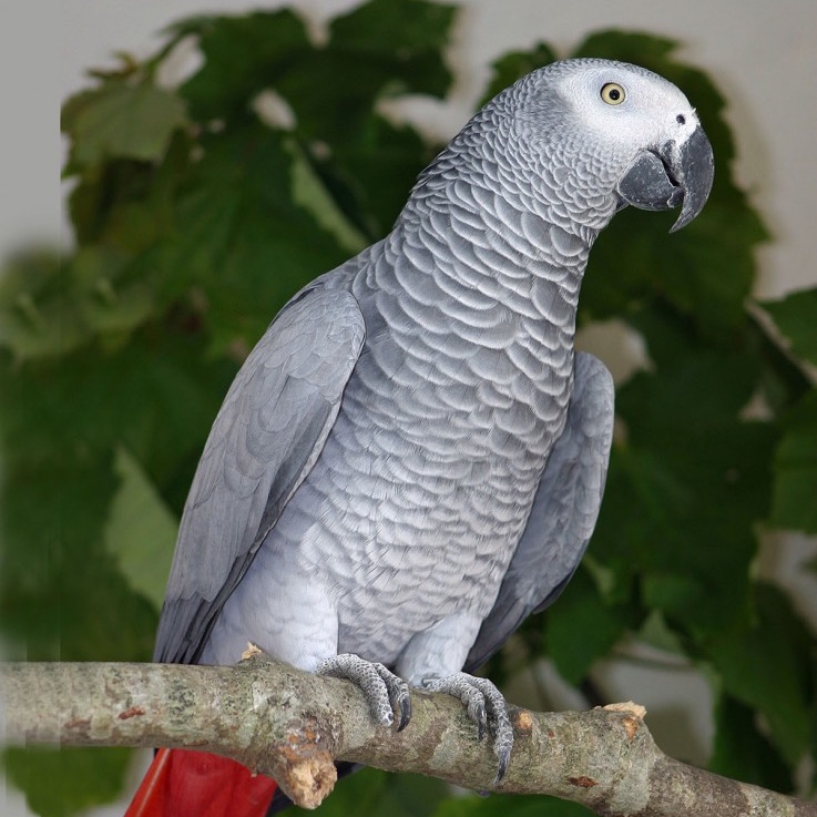 African Grey Parrot Sale