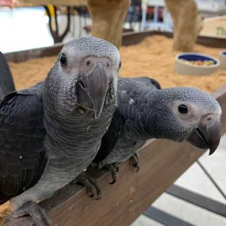 African Grey Parrots Sale