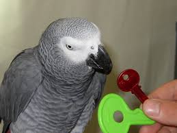 Alex African Grey Parrot