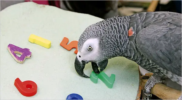 Alex The Grey African Parrot