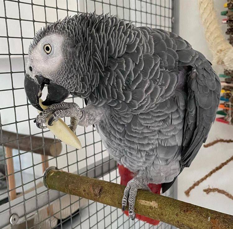 Grey African Parrots For Sale