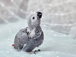 How Long Can A African Grey Parrot Live
