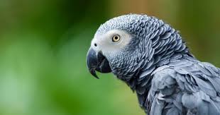 How Long Do Parrots Live African Grey