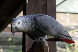 How Much Is An African Grey Parrot