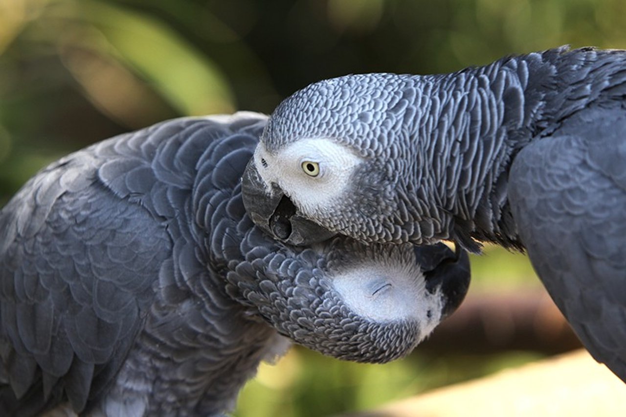 Life Expectancy Of African Grey Parrot