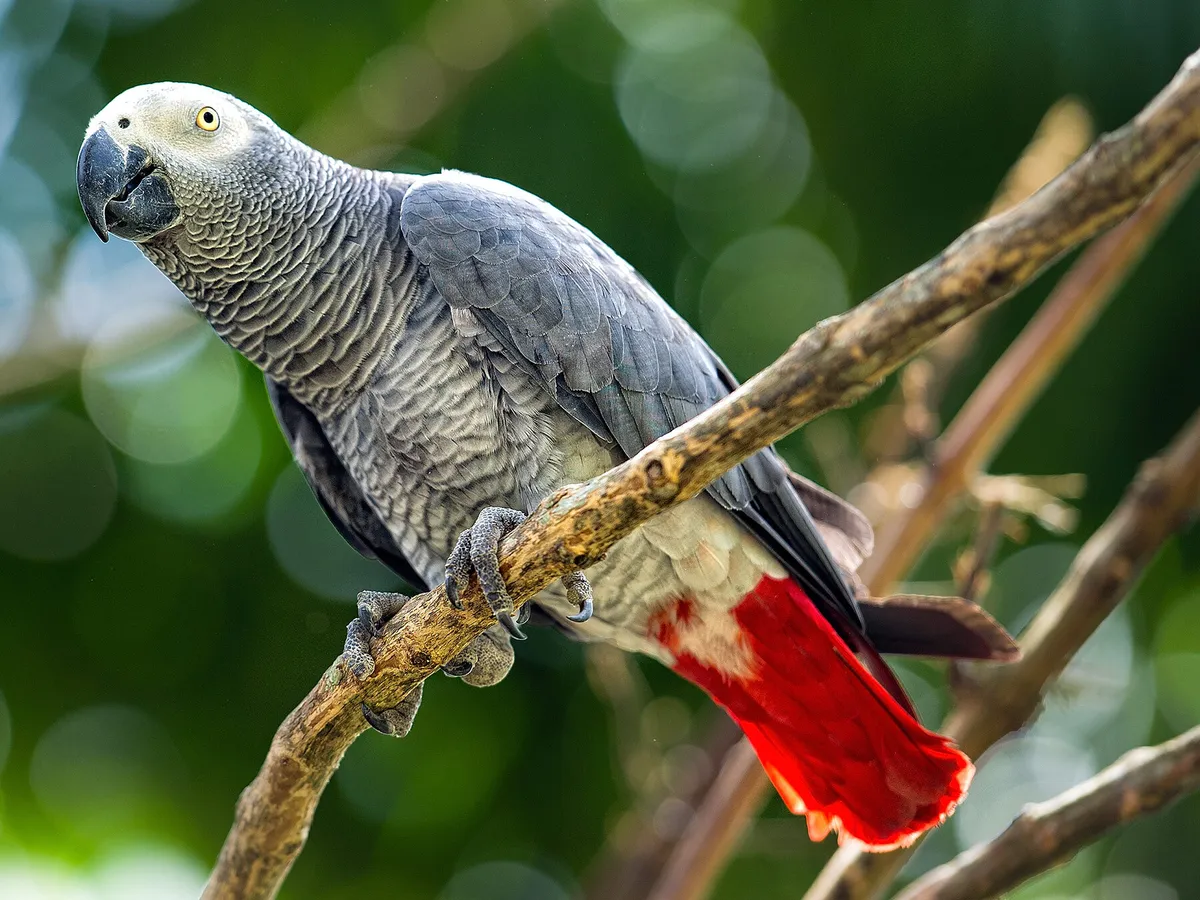 Life Expectancy Of An African Grey Parrot