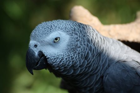 Lifespan Of African Grey Parrot
