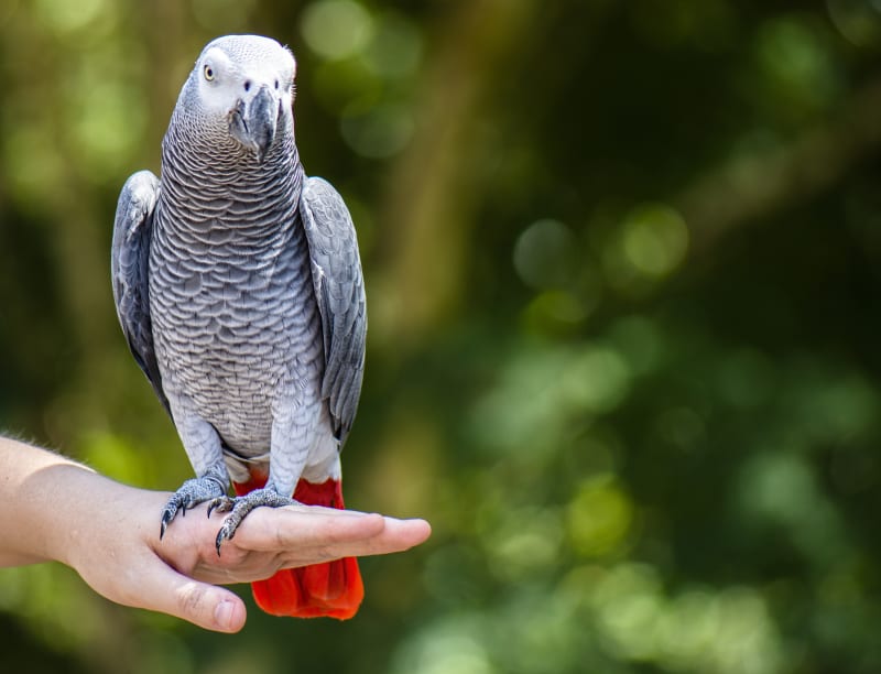 Price For African Grey Parrot