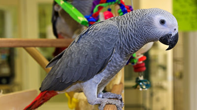 Talking Parrot African Grey