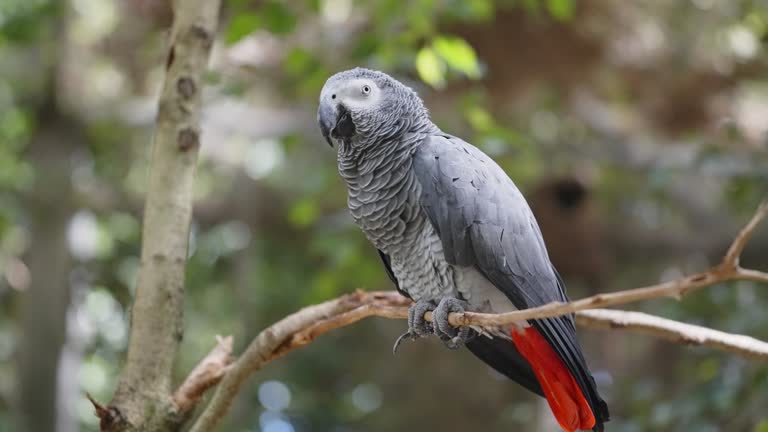 Videos Of African Grey Parrots