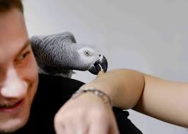 African Grey Parrot Bite