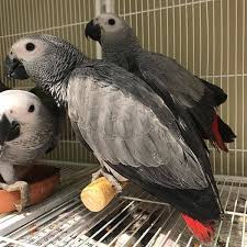 African Grey Parrot For sale Los Angeles