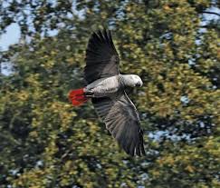 African Grey Parrot Habitat