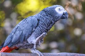 African Grey Parrot Pics