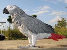 African Grey Parrot Red Tail