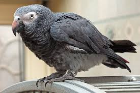 African Grey Parrot Timneh Vs Congo
