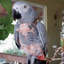 African Grey Parrots For Adoption