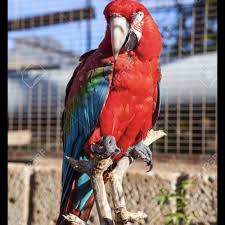 African Grey Parrots For Sale In Los Angeles Ca