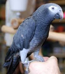 African grey Parrot Congo Vs Timneh