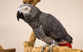 Free African Grey Parrot For Adoption