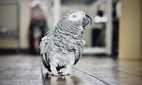 How Long To African Grey Parrots Live