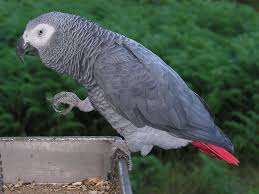 Size Of African Grey Parrot