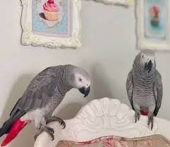 African Grey Parrots For sale On Craigslist