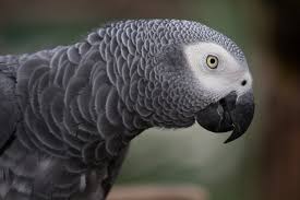 How Smart Are African Grey Parrots