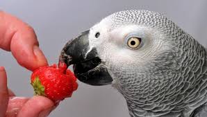 Best Food For African Grey Parrot