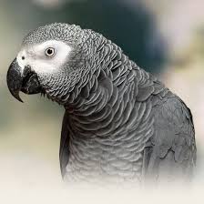 Caring For An African Grey Parrot