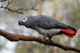Grey African Parrot Price
