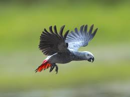 Lifespan African Grey Parrot Captivity