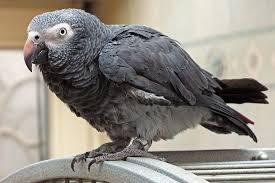 Oldest African Grey Parrot
