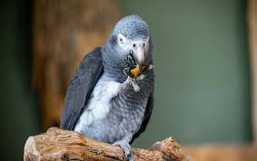 African Grey Parrot For Sale Nearby